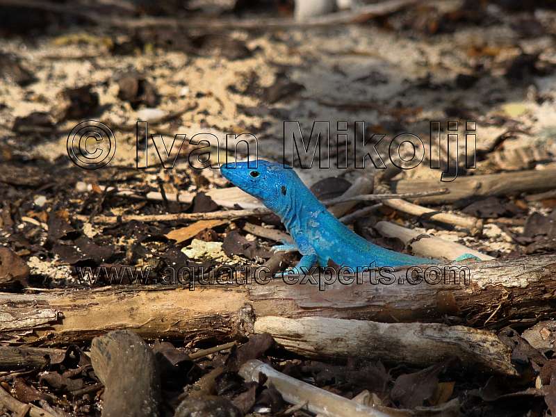 lizard habitat